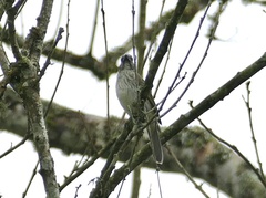 Saltator striatipectus