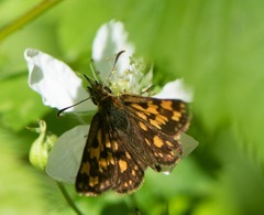 Carterocephalus mandan