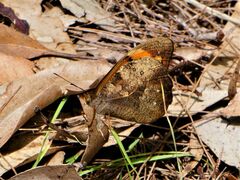 Heteronympha mirifica