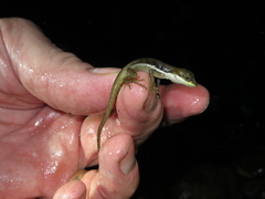 Anolis oxylophus