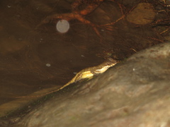 Anolis oxylophus
