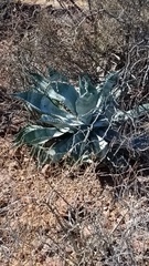 Agave colorata
