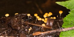 Vibrissea truncorum