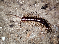 Lithobius variegatus