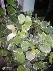 Polyscias balfouriana