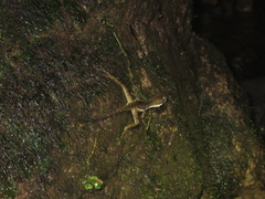 Anolis oxylophus