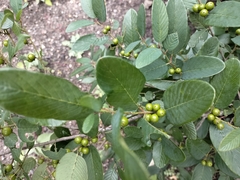 Karwinskia humboldtiana