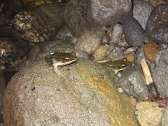 Lithobates warszewitschii