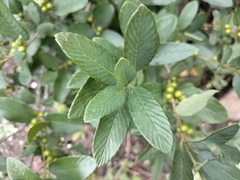 Karwinskia humboldtiana