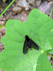 Chrysopilus velutinus