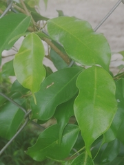 Ficus benjamina