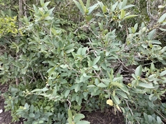 Karwinskia humboldtiana