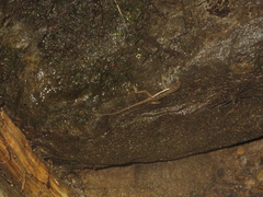 Anolis oxylophus