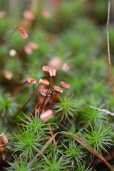 Polytrichum commune