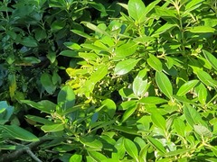 Dysoxylum spectabile