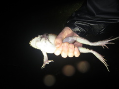 Leptodactylus savagei