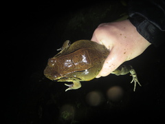 Leptodactylus savagei