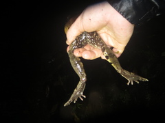 Leptodactylus savagei