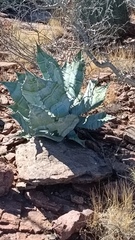 Agave colorata