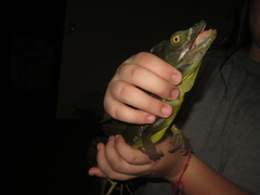 Basiliscus plumifrons