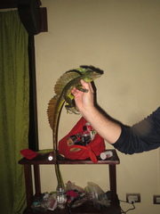 Basiliscus plumifrons