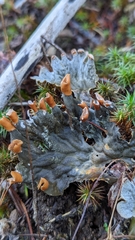 Peltigera membranacea