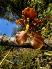Cyrtochilum serratum