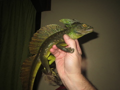Basiliscus plumifrons
