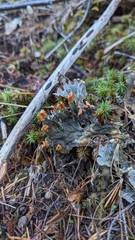 Peltigera membranacea