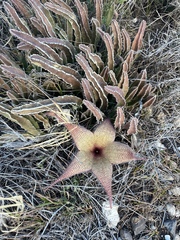 Stapelia gigantea