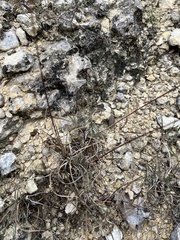Bouteloua pectinata