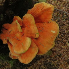 Laetiporus conifericola image