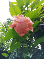 Hibiscus