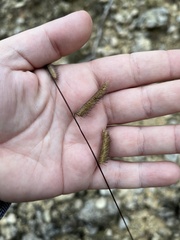 Bouteloua pectinata