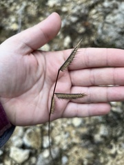 Bouteloua pectinata