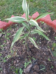 Dracaena sanderiana