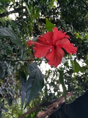 Hibiscus