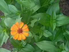 Zinnia