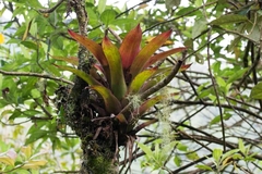 Tillandsia complanata
