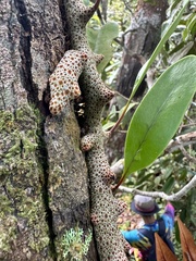 Lecanopteris sinuosa