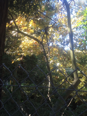 Sciurus niger rufiventer