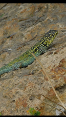 Liolaemus zapallarensis