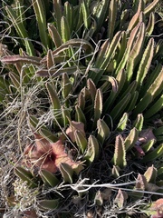 Stapelia gigantea
