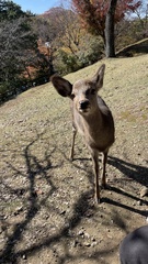 Cervus nippon centralis