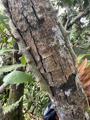 Lecanopteris sinuosa