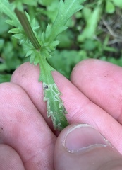 Phytomyza syngenesiae