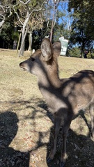 Cervus nippon centralis