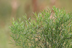 Baccharis angustifolia