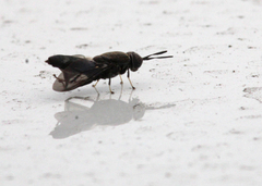 Hermetia sexmaculata