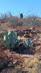 Agave colorata